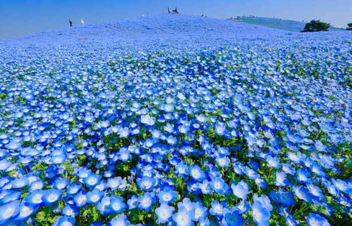 A Kaleidoscope of Wildflowers