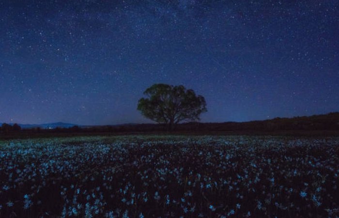 A Starry Night in the Valley