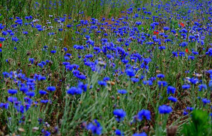 The Rare Blue Poppy