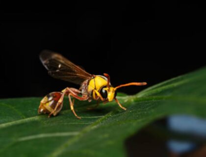 Mud Dauber Sting