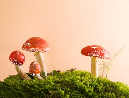 Magic Mushrooms